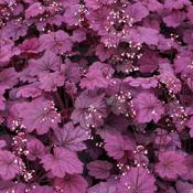 Heuchera 'Wild Rose' (2L pot) image