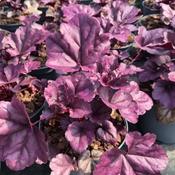 Heuchera 'Wildberry' (2L pot) image