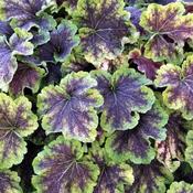 Heucherella 'Solar Eclipse' (3L pot)