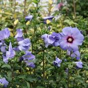 Hibiscus syriacus 'Blue Bird' (3.4L pot) image