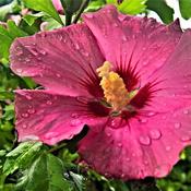 Hibiscus syriacus 'Rote Heinje' (3.4L pot)