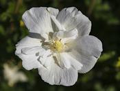 Hibiscus syriacus 'White Chiffon' ® (3.4L pot)