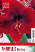 Hippeastrum Benfica image