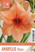 Hippeastrum Rilona image