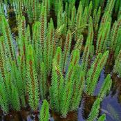 Hippuris vulgaris (9cm pot) image