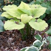 Hosta 'Coast to Coast' (3L pot) image