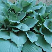Hosta 'Fragrant Blue' (3L pot) image