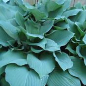 Hosta 'Hadspen Blue' (3L pot)