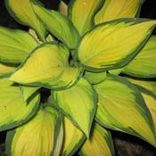Hosta Happy Dayz® (3L pot) image