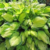 Hosta 'Stained Glass' (2L pot)