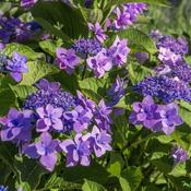 Hydrangea aspera 'Anthony Bullivant' (35L pot) image
