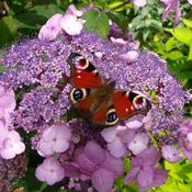Hydrangea aspera 'Anthony Bullivant' (3L pot) image
