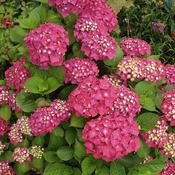 Hydrangea macrophylla 'Astra Pink' (4L pot) image