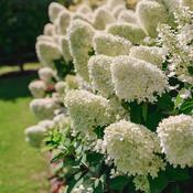 Hydrangea paniculata 'Bobo ®' (5L pot) image