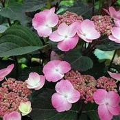Hydrangea 'Daredevil' (3L pot) image