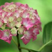 Hydrangea 'King George' (2L pot) image