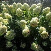 Hydrangea 'Limelight' (3L pot) image