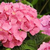 Hydrangea macrophylla 'Early Rose' (7.5L pot) image