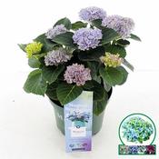 Hydrangea macrophylla 'Magical Revolution'® blue (3.5L pot)
