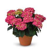 Hydrangea Macrophylla 'Ningbo Red' (7.5L pot) image