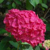 Hydrangea macrophylla 'Red Baron' (7.5L pot) image