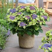 Hydrangea macrophylla 'Magical Lacecap Edgy Green Blue' (4L pot) image