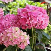 Hydrangea 'Masja' (3L pot) image