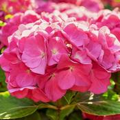 Hydrangea macrophylla 'Masja' image