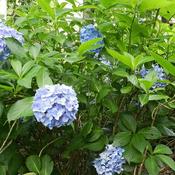 Hydrangea 'Nikko Blue' (3L pot) image