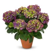 Hydrangea macrophylla 'Ningbo Lilac' (4L pot) image