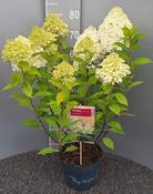 Hydrangea 'Limelight' (23cm pot) image