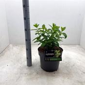 Hydrangea paniculata Limelight (7.5L pot) image