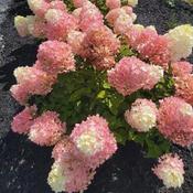 Hydrangea paniculata 'Little Lime Punch' (5L pot)