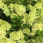 Hydrangea Paniculata 'Mojito' (7.5L pot) image