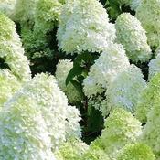Hydrangea pan. Polar Bear, Standard (5L pot) image