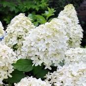 Hydrangea 'Skyfall' (10L pot)