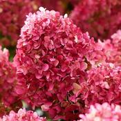Hydrangea paniculata 'Living Little Rosy'® (2.3L pot)