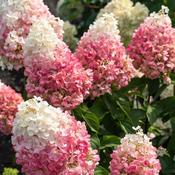 Hydrangea paniculata 'Living Pinky Promise'® (2.3L pot)