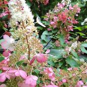 Hydrangea Paniculata 'Pinky Winky' (7.5L pot) image