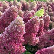 Hydrangea paniculata 'Redlight'® (2.3L pot)