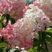 Hydrangea Paniculata 'Vanille Fraise' (7.5L pot) image