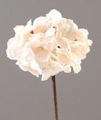 Hydrangea pick image