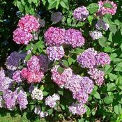 Hydrangea serrata 'Preziosa' (3L pot) image