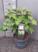 Hydrangea quercifolia 'Magical Toy Soldier' (23cm pot) image