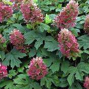 Hydrangea quercifolia 'Ruby Slippers' (3L pot) image