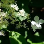 Hydrangea Seemannii (3.5L pot) image