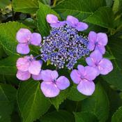Hydrangea serrata 'Mount Aso'