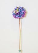 Hydrangea Stem image