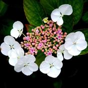 Hydrangea macrophylla 'Teller Avior White' (4L pot) image