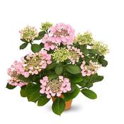Hydrangea macrophylla 'Teller Nanping Pink' (4L pot) image